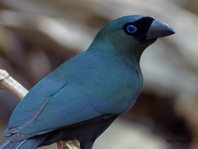 Racket-tailed Treepie - portrait - 2012