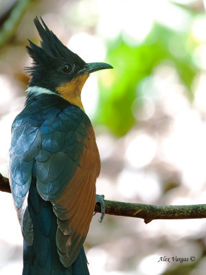 Chestnut-winged Cuckoo - portrait - 2