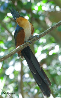 Chestnut-winged Cuckoo - 2