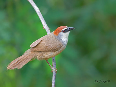 Bulbuls, Babblers and Orioles