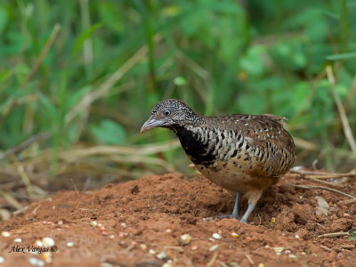 Barred Buttonquail - sp 382