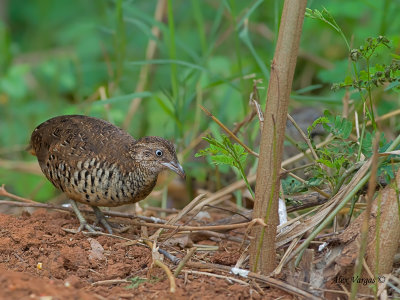 Barred Buttonquail - male - 2