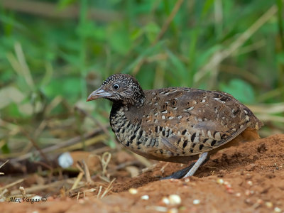 Barred Buttonquail - female