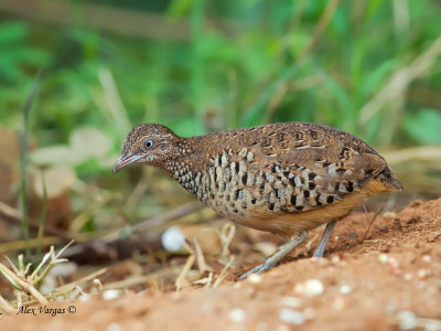 Barred Buttonquail - male