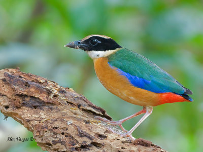 Blue-winged Pitta -- sp 3