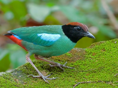 Hooded Pitta -- sp 222
