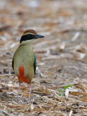 Fairy Pitta - 8