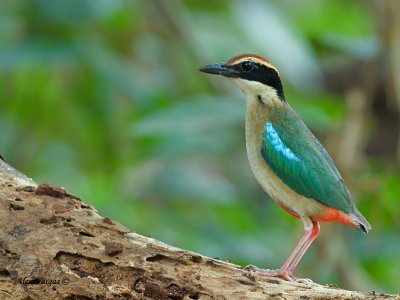 Fairy Pitta - sp 385