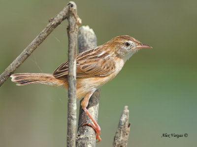 Zitting Cisticola - 2011