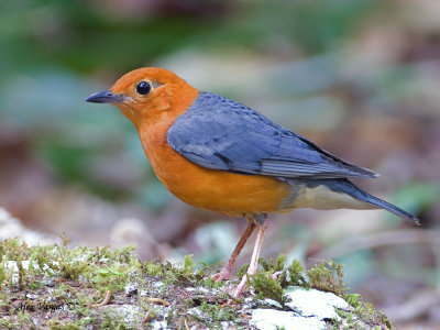 Orange-headed Thrush - male - 2011