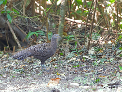 Grey Peacock-Pheasant - female - 3