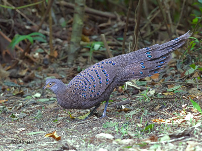 Grey Peacock-Pheasant - male - 2