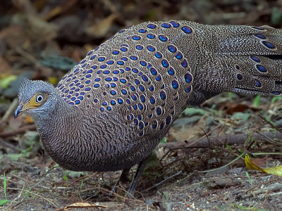 Grey Peacock-Pheasant - male - profile
