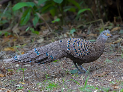 Grey Peacock-Pheasant - male