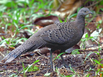 Grey Peacock-Pheasant - female - 2