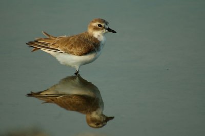 Greater Sand-Plover -- sp 189
