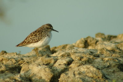 Long-toed Stint molting - sp 179