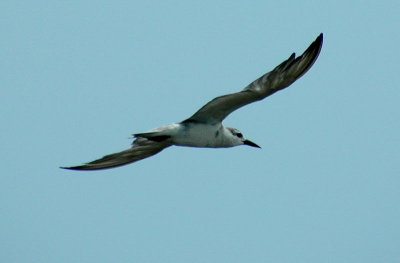 Gull-billed Tern non breed -- 194