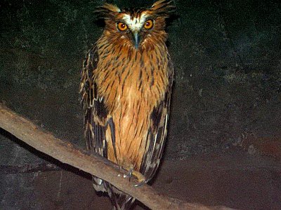 Buffy Fish-Owl