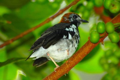 Chestnut-capped Thrush