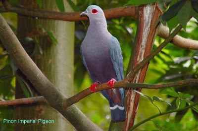 Pinons Imperial Pigeon
