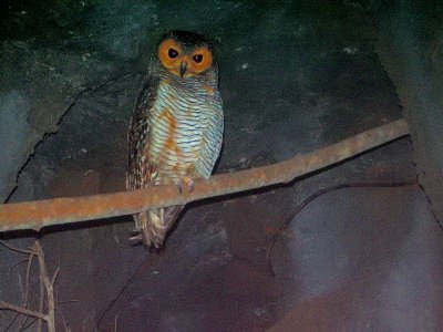 Spotted Wood Owl