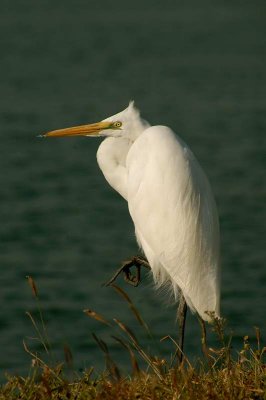Great Egret -- non breed - 2008