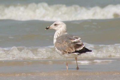 Heuglin's Gull 2nd winter -- 2008