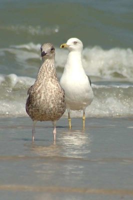 Heuglin's Gull 1st winter and  Adult -- 2008