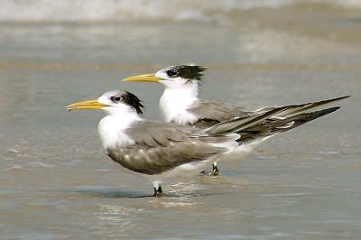 Great-crested Tern -- sp 198