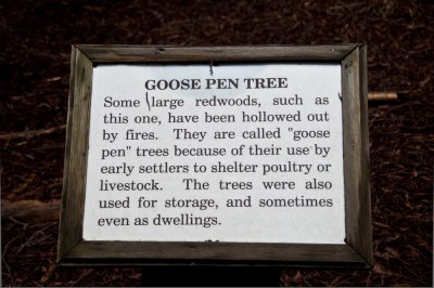 Goose Pen Tree