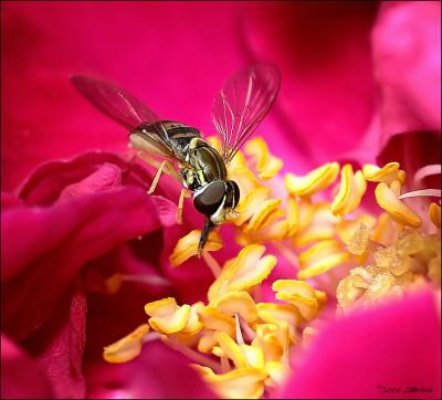 hoverfly 2