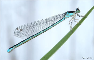 Blue Damselfly