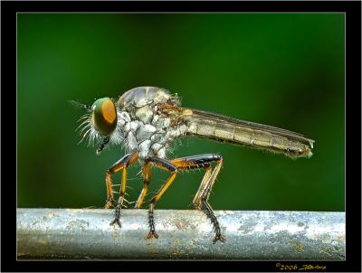 Robber Fly