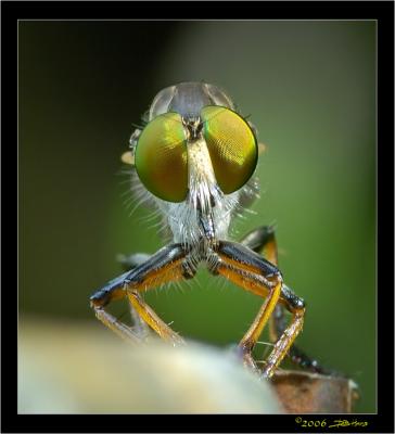 Robber Fly Front View