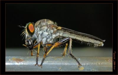 Robber Fly With Prey