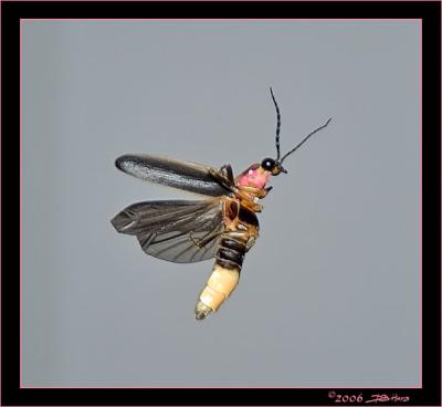 Firefly In Flight