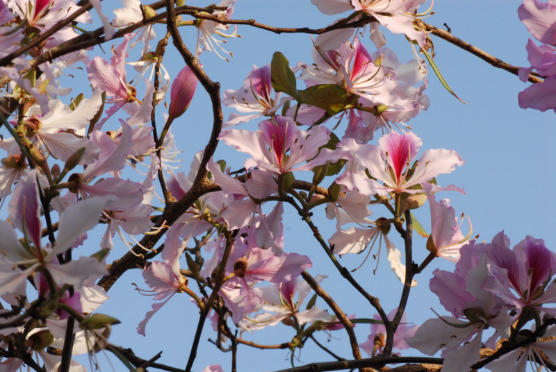 Primavera em Coloane 2