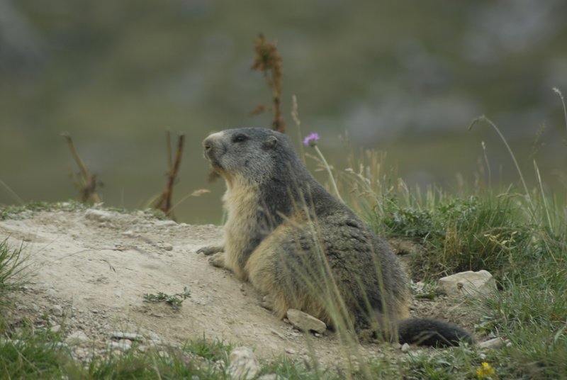 Marmotta 1