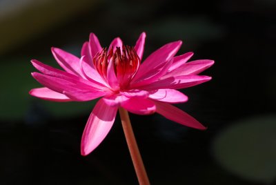 Lotus