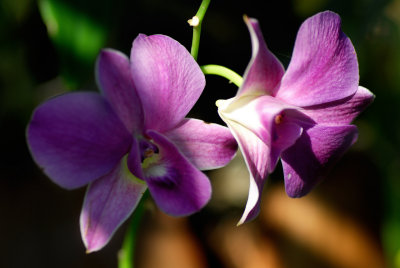 Orchidea 1