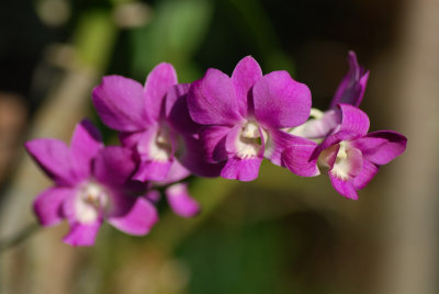Orchidea 2