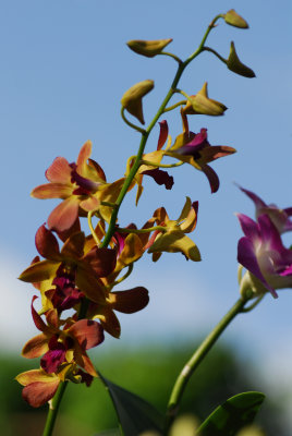 Orchidea 4