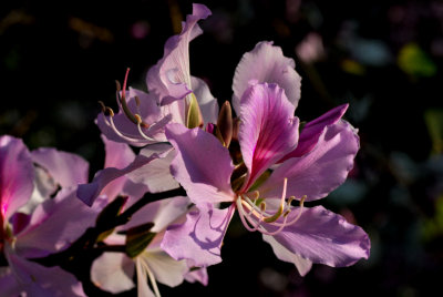 Primavera em Coloane 3