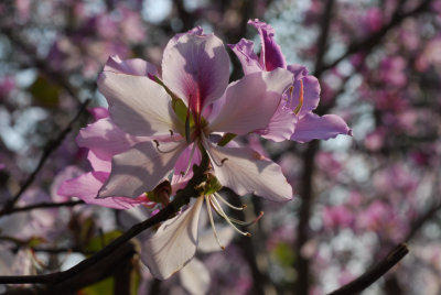 Primavera em Coloane 4