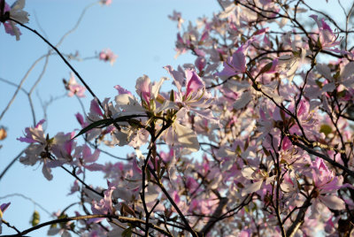 Primavera em Coloane 1