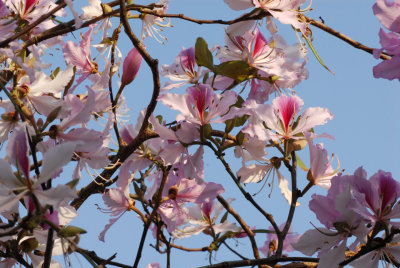 Primavera em Coloane 2