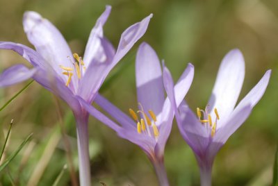 3 meraviglie alpine