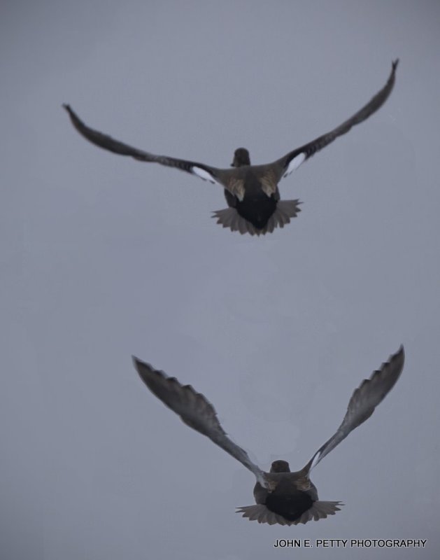 Gadwall Flight IMG_1215.jpg
