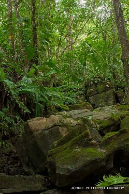 Creek ferns_HDR4.jpg